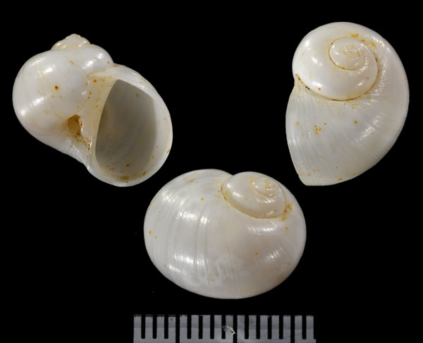 サイトウタマガイ cf. Natica saitoi small