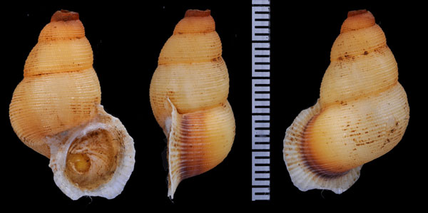 トスタクチヒレ (仮称) Chondrothyra tosta small