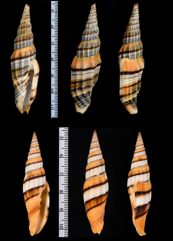 シメナワミノムシ 注連縄蓑虫 Vexillum citrinum small