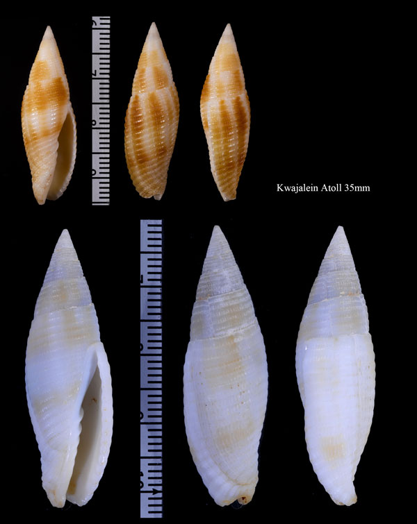 サビイロフデ 銹色筆 Gemmulimitra rubiginosa small