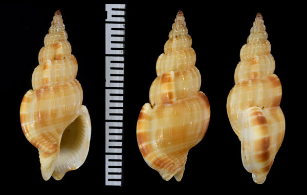 ユカタントクサバイ Antillophos beaui small