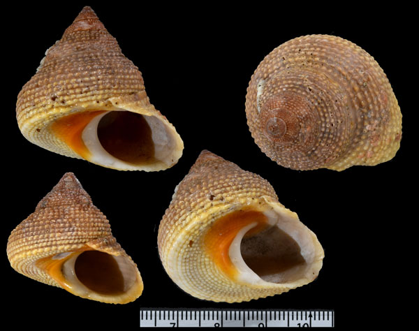 サメハダカンス (タミコカンス) Bolma tamikoae small
