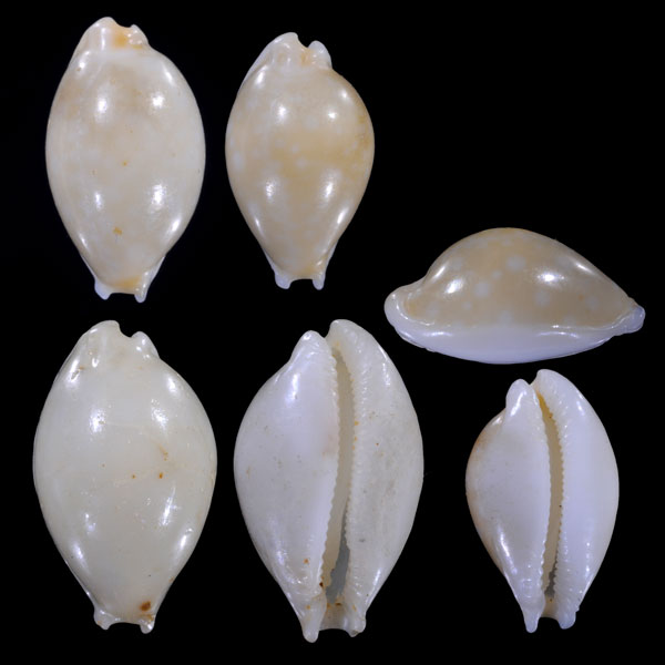 デルウィンダカラ Cryptocypraea dillwyni dillwyni small