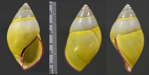 パムアンマレーマイマイ (仮称) Amphidromus phamanhi small