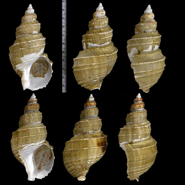 ヒモカケヤゲンバイ Clinopegma unicum polygrammum small
