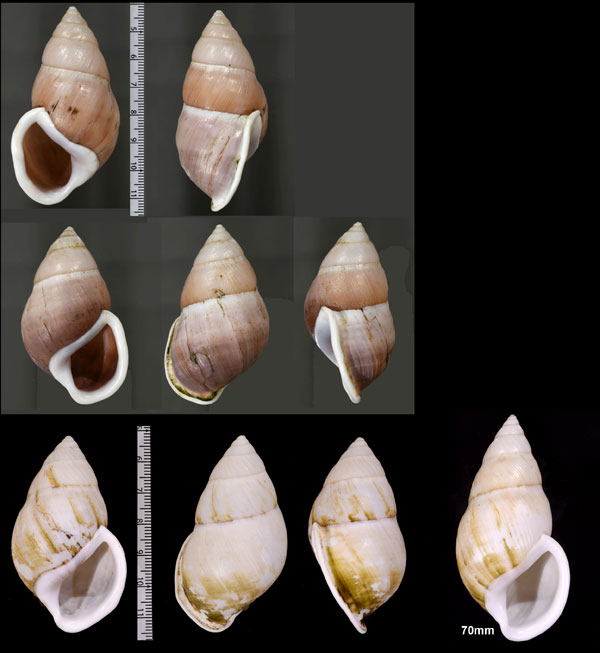 インゲンスマレーマイマイ (仮称) Amphidromus ingens small