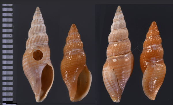 ミヤタクチナワマンジ Ophiodermella miyatensis small