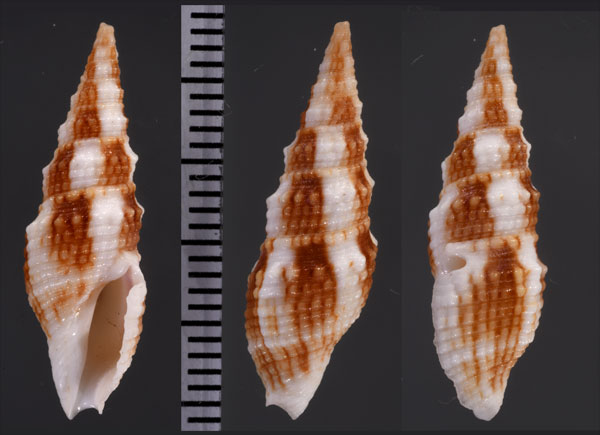 ニシキシャジク Vexitomina regia small