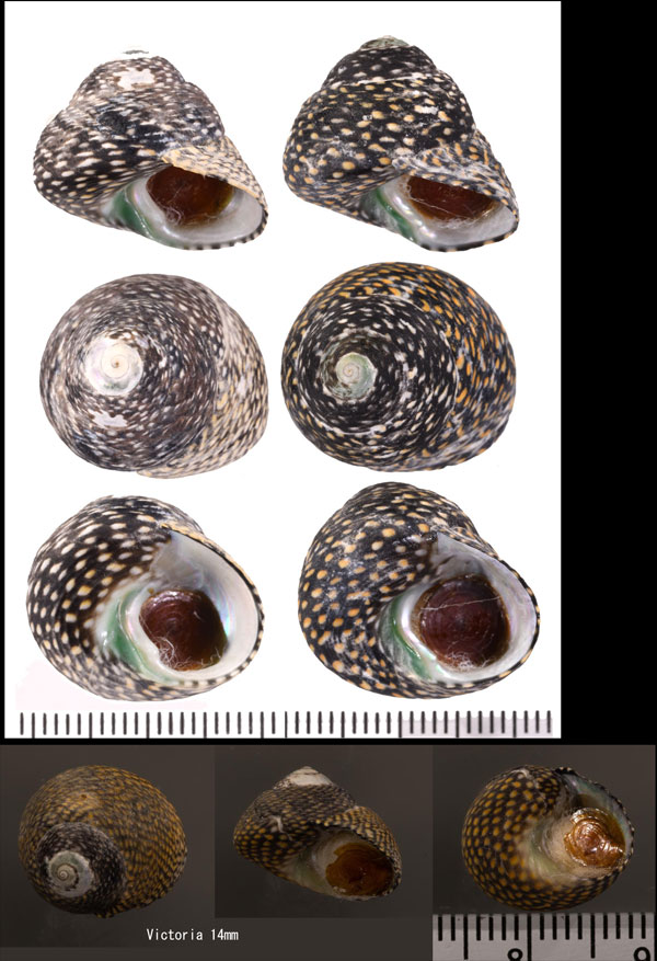 タスマニアシタダミ Chlorodiloma odontis small