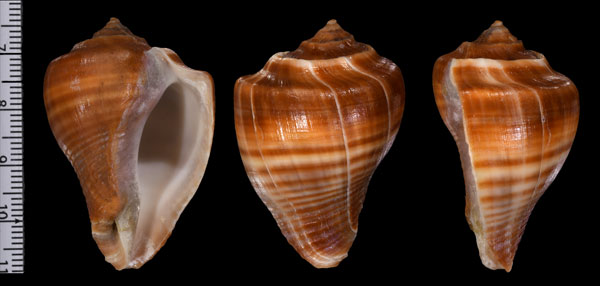 ナンアサイヅチボラ (仮称) Volema pyrum small