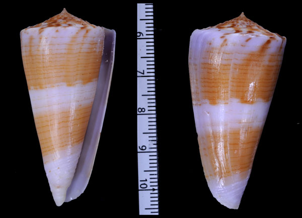 バラチュウカイモ Conus roseorapum small