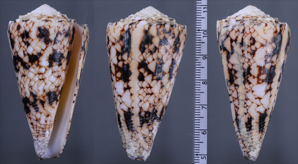 ニコバルマサゴイモ Conus araneosus nicobaricus small