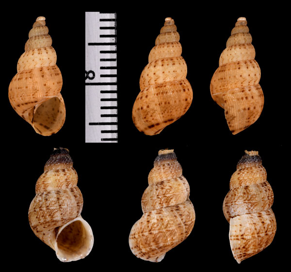 サレアンハイチクチヒレ (仮称) Parachondria salleana small