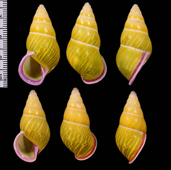 アリスマレーマイマイ (仮称) Amphidromus alicetandiasae small