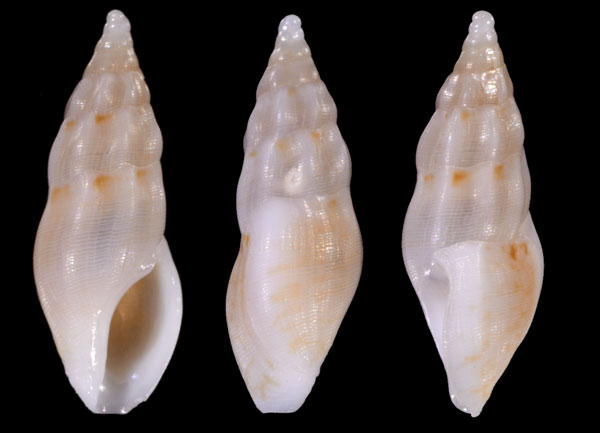 タテガミチビシャジク Haedropleura septangularis small