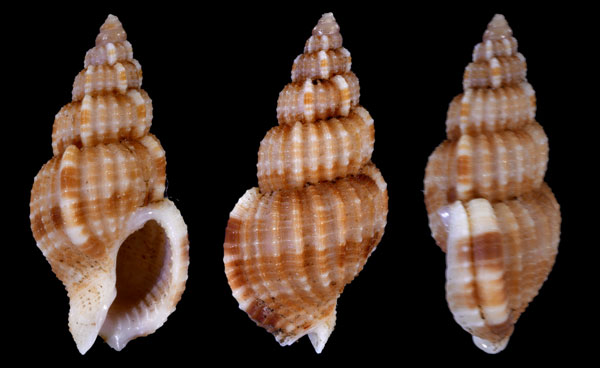 バービエントクサバイ (仮称) Antillophos verbinneni small