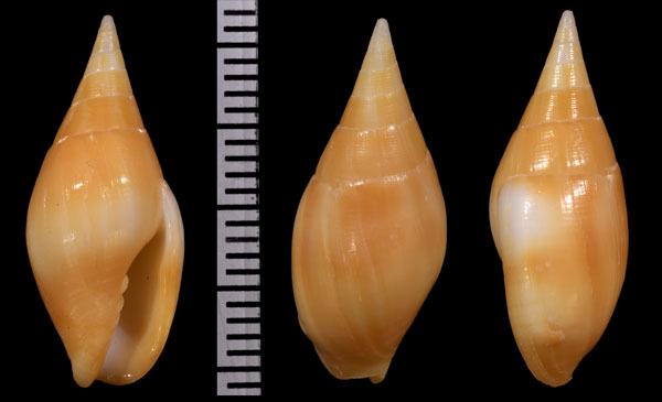 ロウイロヤタテ Nebularia acuminata small