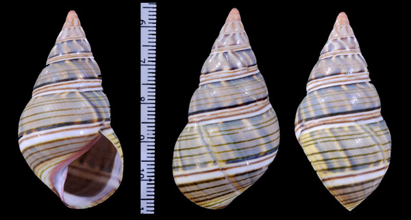 モエギイトヒキマイマイ Liguus fasciatus viridis small
