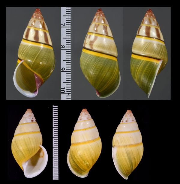 セバーンズマレーマイマイ (仮称) Amphidromus severnsi small