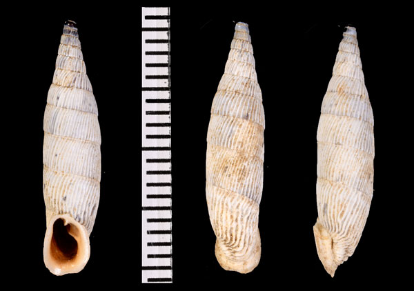 キヌメテレスアオギセル (仮称) Albinaria teres vermiculata small