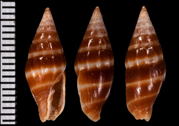 ナガクロオトメフデ (仮称) Protoelongata bilineata small