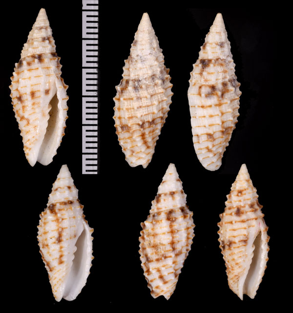 イガフデ Imbricaria verrucosa small