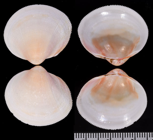 ニュージーランドキンギョ (仮称) Pratulum pulchellum small