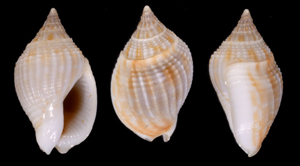 ヨコスジムギヨフバイ Cyllene sulcata small