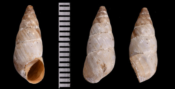 カエシアキセルモドキ (仮称) Zebrina caesia small