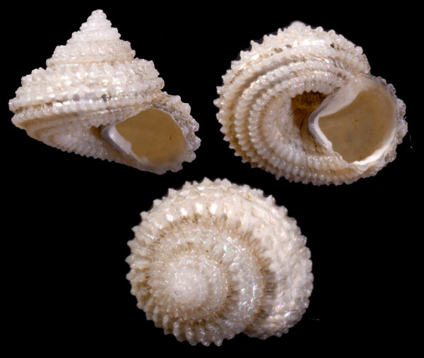 コガタハリエビス Calliotropis gemmulosa small