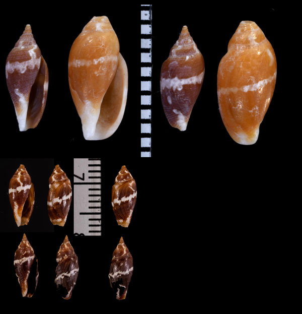 ナンヨウフデシャジク Daphnella sandwicensis small