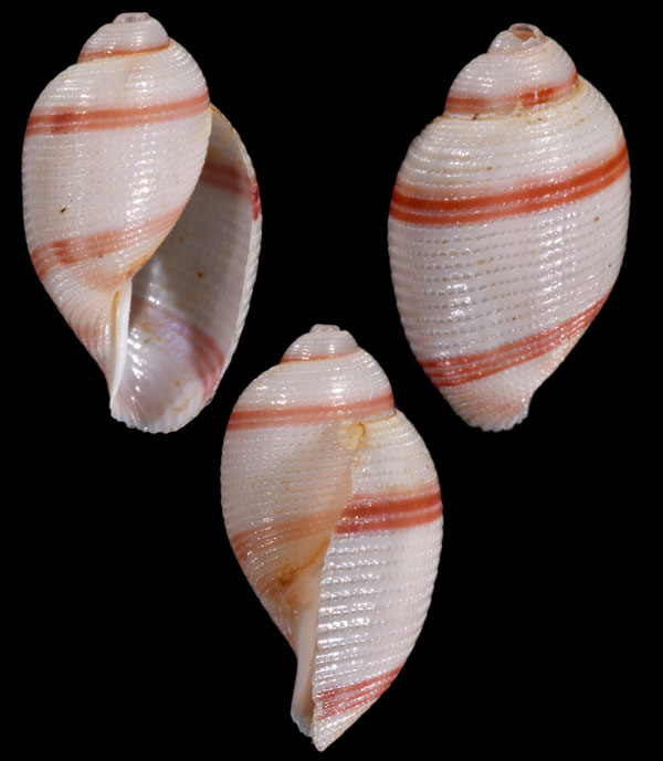 コイトガイ Bullina callizona small