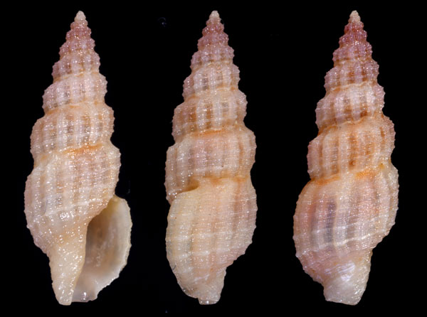 ウスイロコウシツブの仲間　未詳 Philbertia sp. small