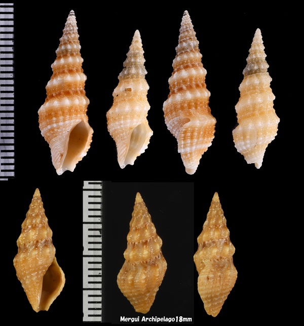 オビヒメシャジク 帯姫車軸 Paradrillia patruelis small