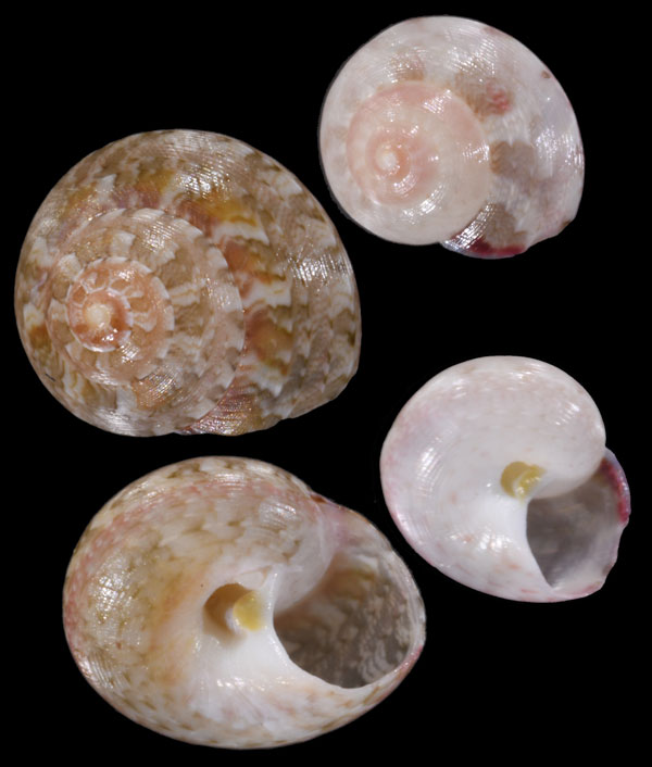 ハブタエシタダミ Talopena vernicosa small