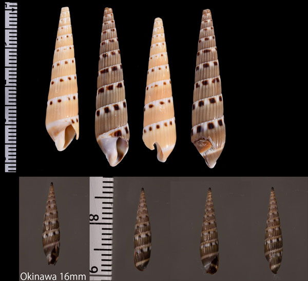 シチクモドキ Hastula strigilata small