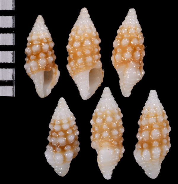 イボイボハラブトシャジク Turridrupa papillosa small