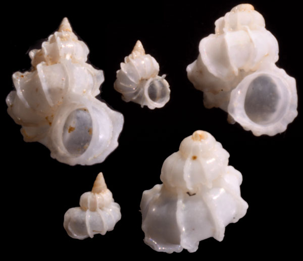 タツノコイトカケ 龍ノ子糸掛 Cycloscala crenulata small