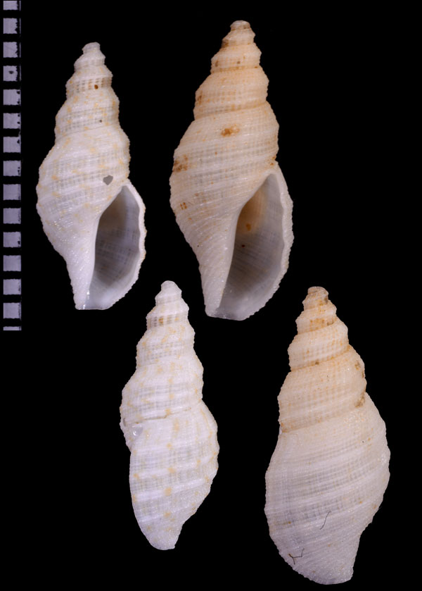 ヌノメウネコウシツブ 布目畝格子小螺 Eucyclotoma lactea small
