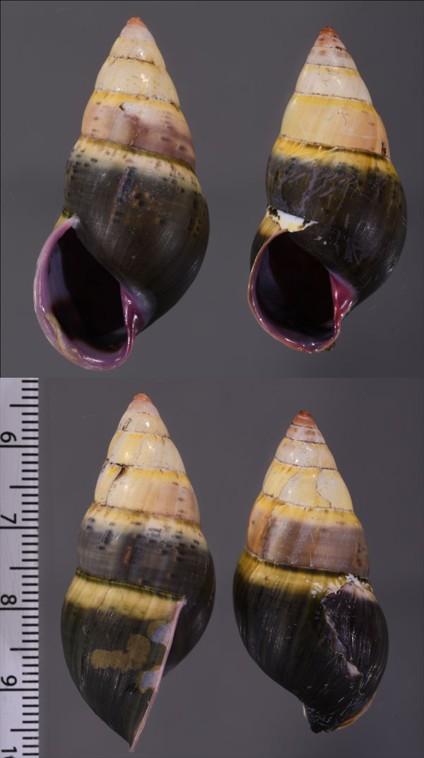 クロコウバイマイマイ (仮称) Amphidromus sp. small