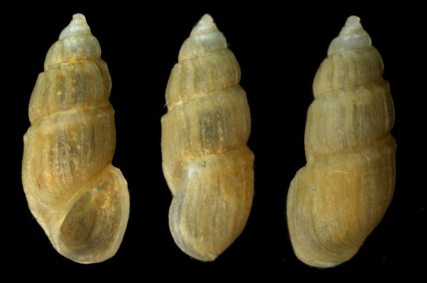 シャムミズツボ (仮称) Hubendickia siamensis small