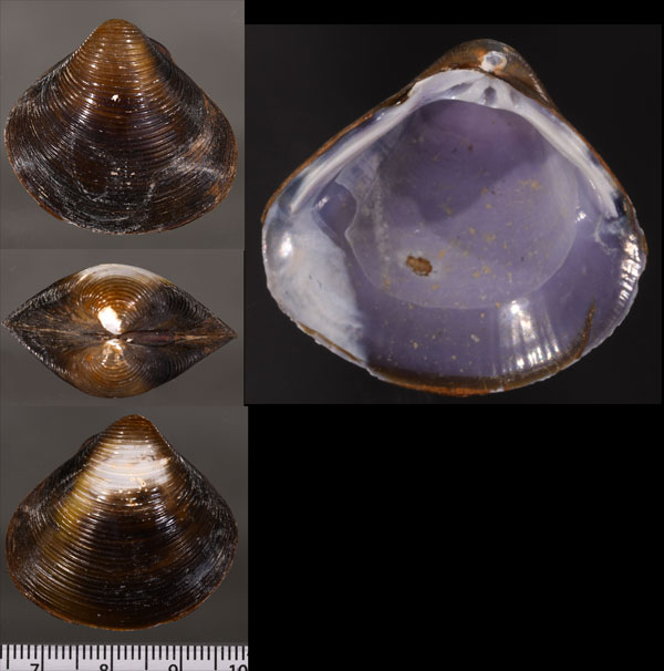 グスタビアシジミ (仮称) Corbicula gustaviana small