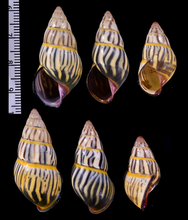 フベリマレーマイマイ (仮称) Amphidromus huberi small