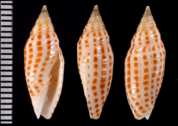 トウキビフデ Imbricaria fulgetrum small