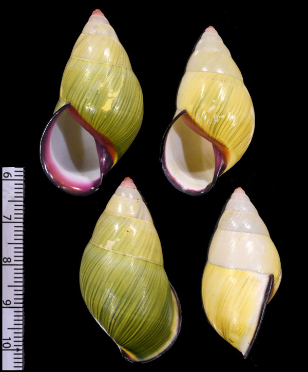 クチベニミドリマレイマイマイ (仮称) Amphidromus haemastoma small