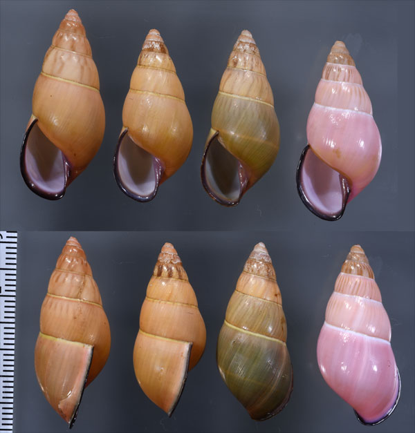 ノリオマレーマイマイ (仮称) Amphidromus noriokowasoei small
