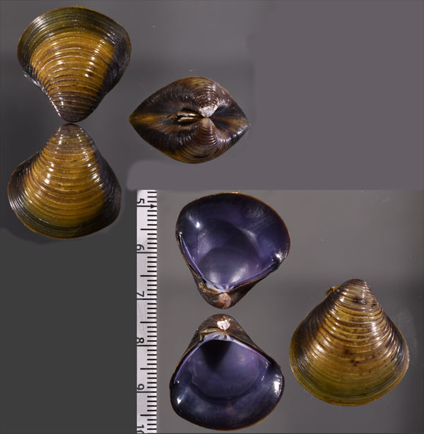 モレレットシジミ (仮称) Corbicula moreletiana small