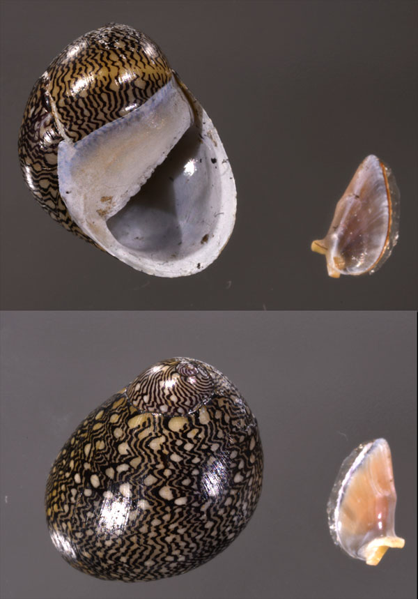 クレンチカノコ (仮称) Neritina clenchi small