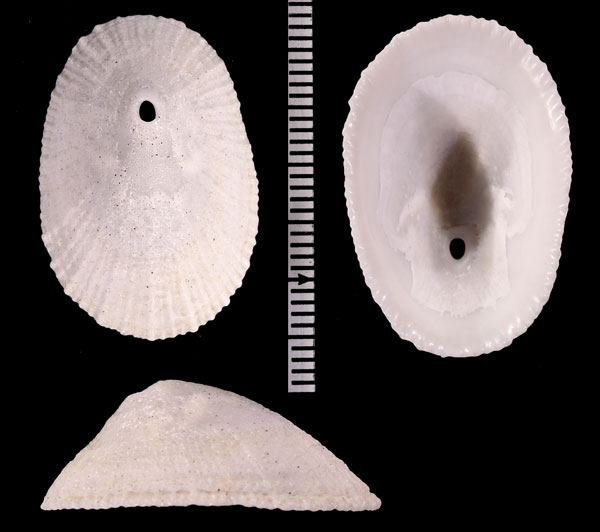 ナンアシロテンガイ (仮称) Diodora parviforata small