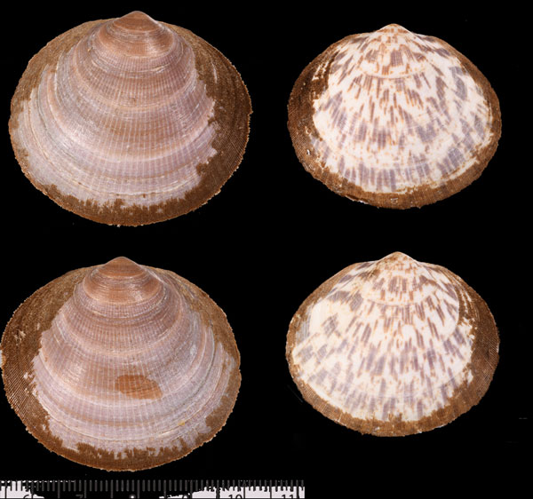 タマキガイ Glycymeris vestita small